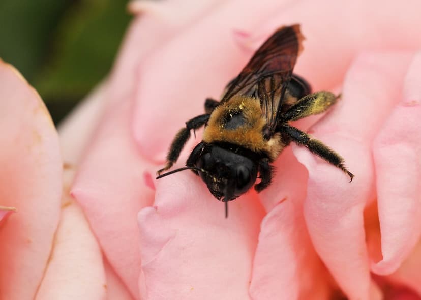 Rose Bee | Taking a break from pollinating at the Brooklyn B… | Flickr