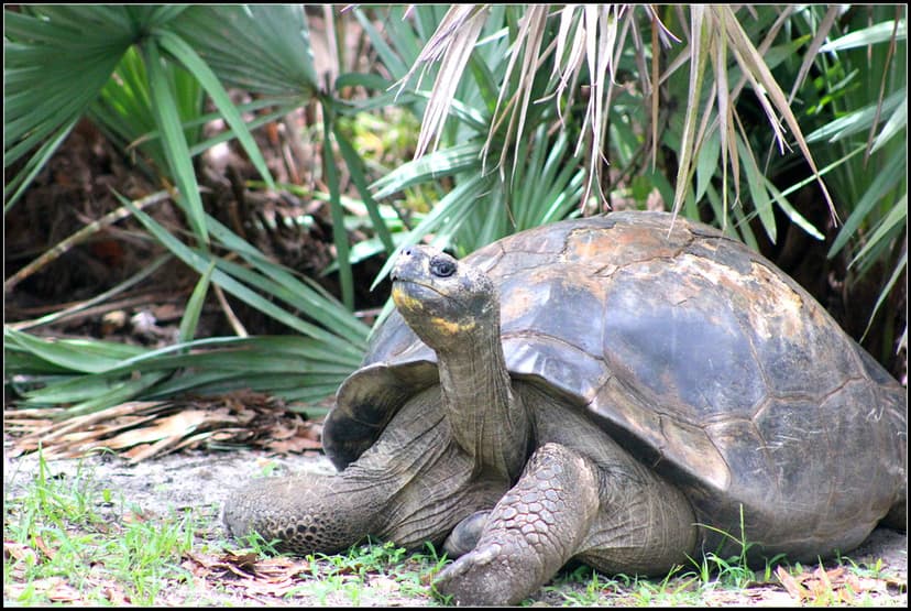 Aldabra giant tortoise | FIELD MARKS-The carapace is a brown… | Flickr