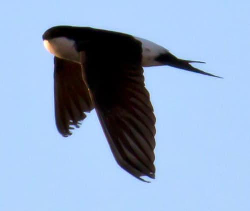 The flying Orca | The Orcha and these birds use the same cam… | Flickr