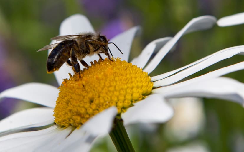 Pollination in Process on a Leucanthemum (Daisy) | Almost ha… | Flickr