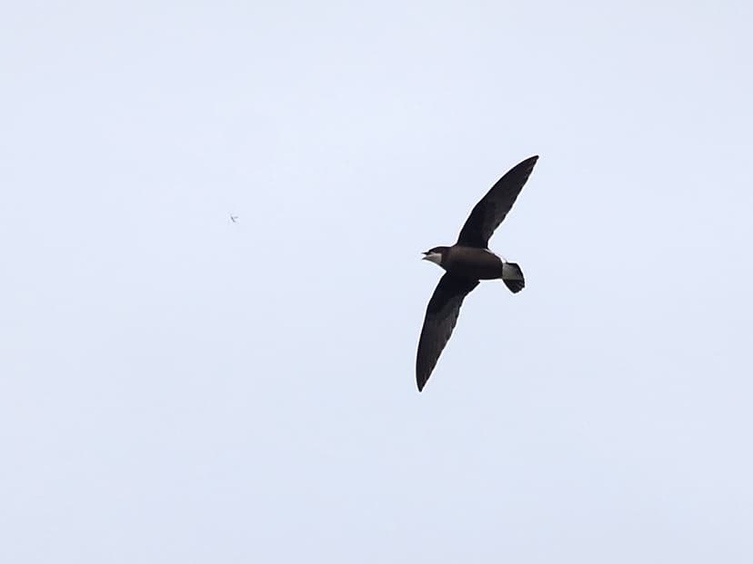 White-throated Needletail (Hirundapus caudacutus) | Wamboin,… | Flickr