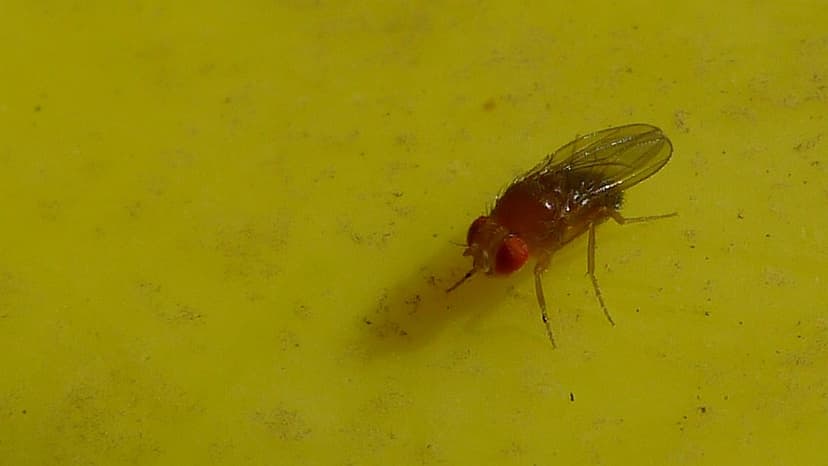 Fruit fly | Fruit fly, probably a species of Drosophila, fam… | Flickr