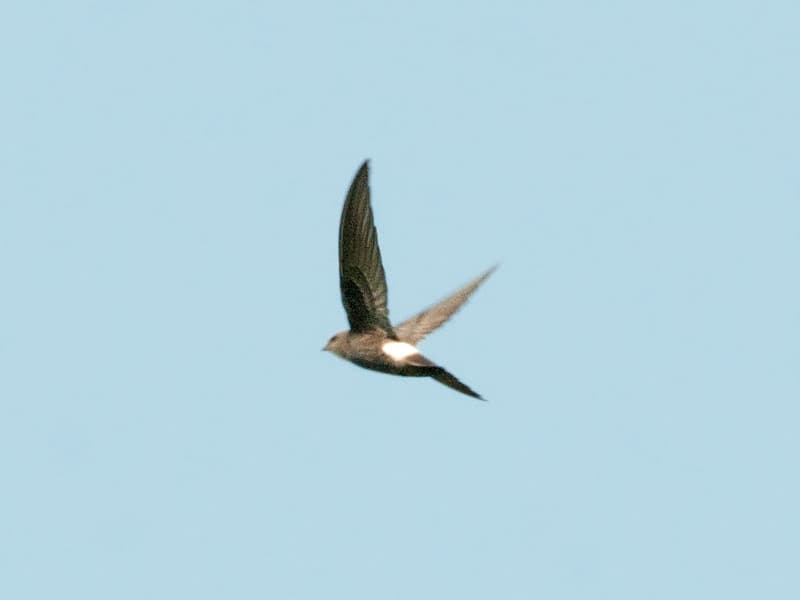 Fork-tailed Swift | Fork-tailed Swift - Apus pacificus - Бел… | Flickr