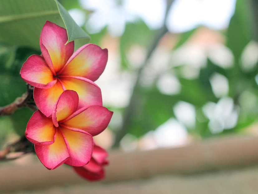 Plumeria - Plumeria flowers are most fragrant at night in … | Flickr