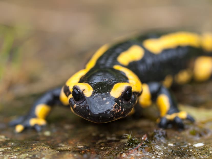 Fire Salamander | Fire Salamander at La Quinetière, Buais, N… | Flickr