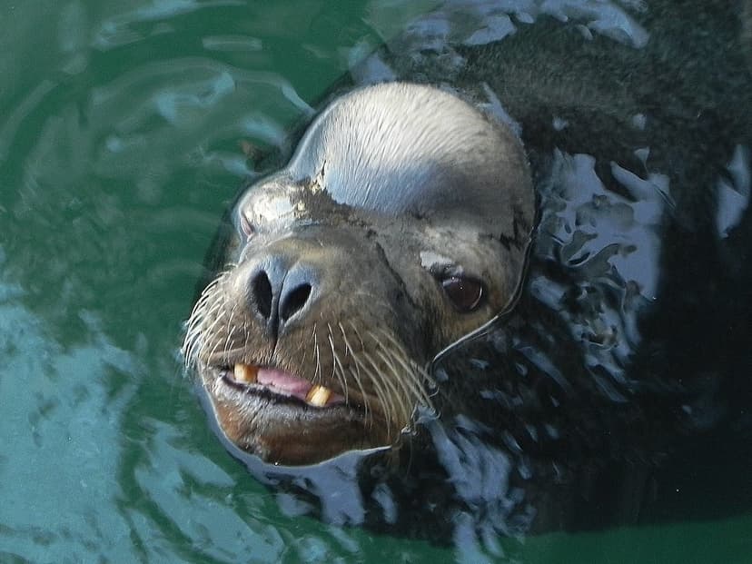 Sea Dog peek-aboo | California sea lions are intelligent and… | Flickr
