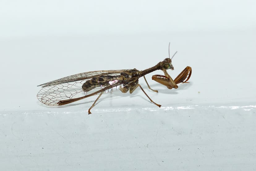 Mantispidae sp., best-guess Dicromantispa sayi (mantidfly)… | Flickr