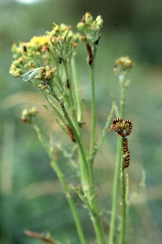 Cinnabar larvae on Tansy Ragwort | 10 July 1986 Ankeny Natio… | Flickr