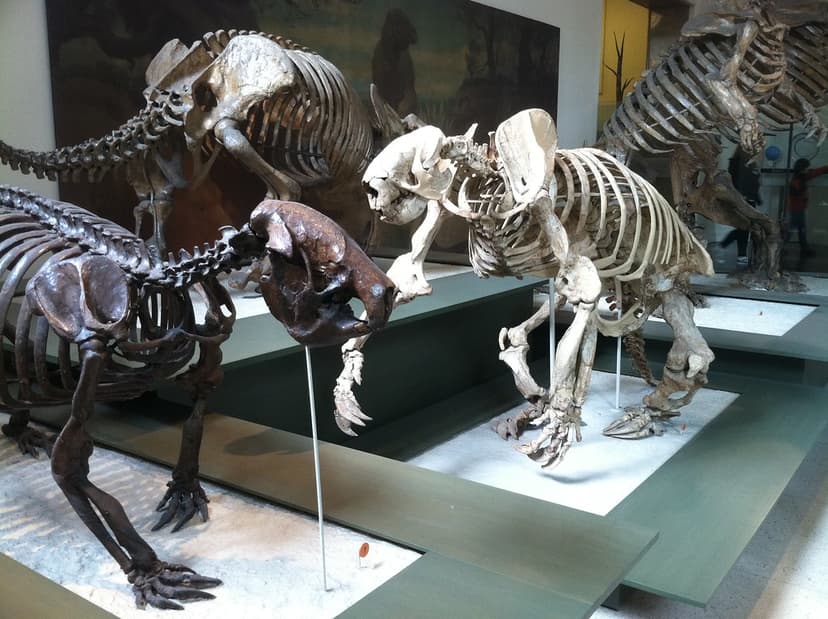 Giant ground sloths Megalocnus rodens and Megalonyx wheatl… | Flickr