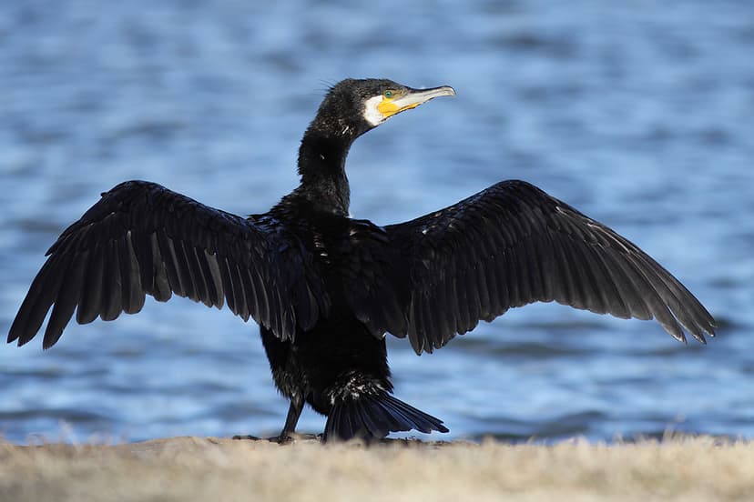 Great Cormorant | A Great Cormorant drying its wings. | Leo | Flickr