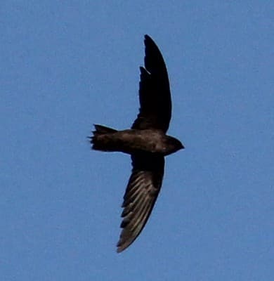 Chimney Swift | Chaetura pelagica 22 Aug 2012 CA, LA Co., Lo… | Flickr