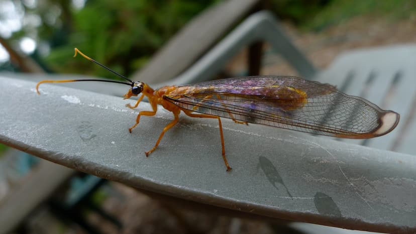 Blue-eyed Lacewing | Blue-eyed Lacewing, Nymphes myrmeleonoi… | Flickr