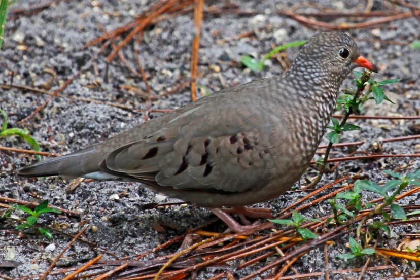 Common Ground-Dove - Columbina passerina, Corkscrew Audubo… | Flickr