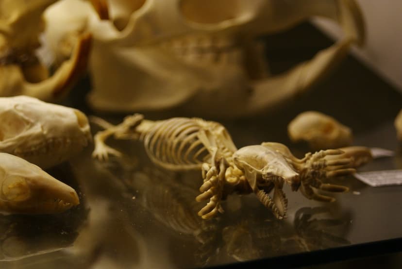 Eastern mole (Scalopus aquaticus) skeleton | This is the Eas… | Flickr