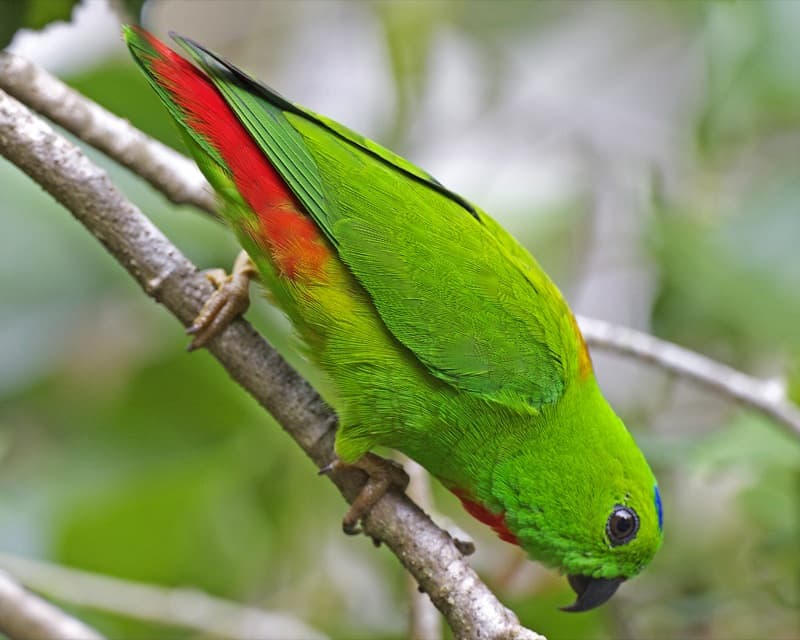 File:Loriculus galgulus -Bukit Timah, Singapore -male-8.jpg ...