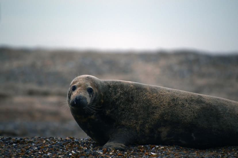 Gray Seal @ Blakeney Point, England 23 Nov 11 | The grey sea… | Flickr