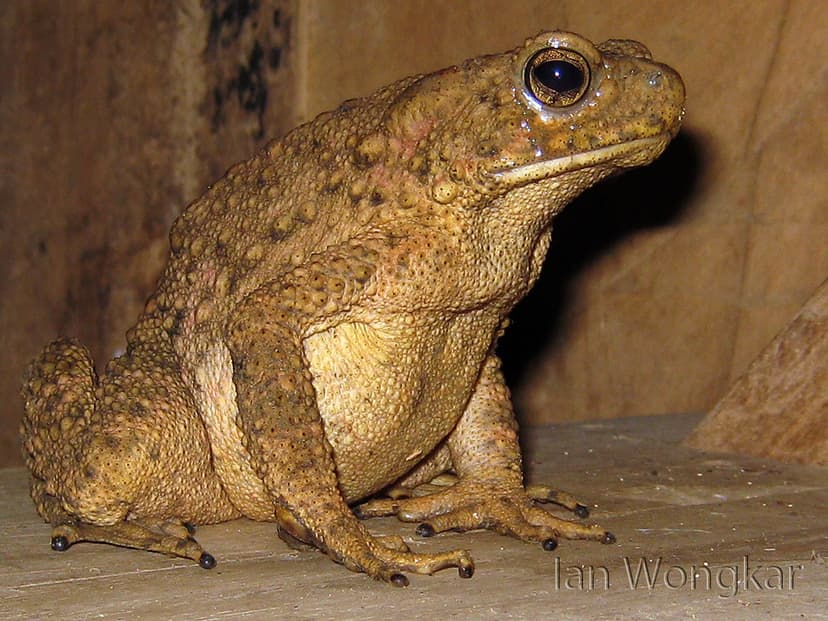 Asian Giant Toad (Phrynoidis asper. Gravenhorst, 1829) | Flickr