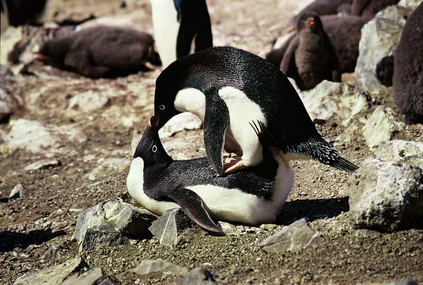 Mating Adélie Penguins (Pygoscelis adeliae), Antarctic Pen… | Flickr