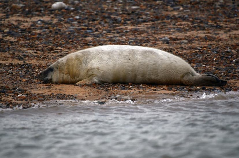 Gray Seal Pup @ Blakeney Point, England 23 Nov 11 | The grey… | Flickr