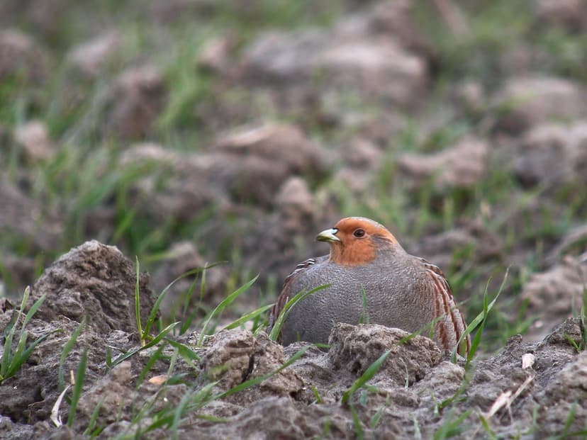 Grey Partridge (Perdix perdix), Renesse, Netherlands | Flickr
