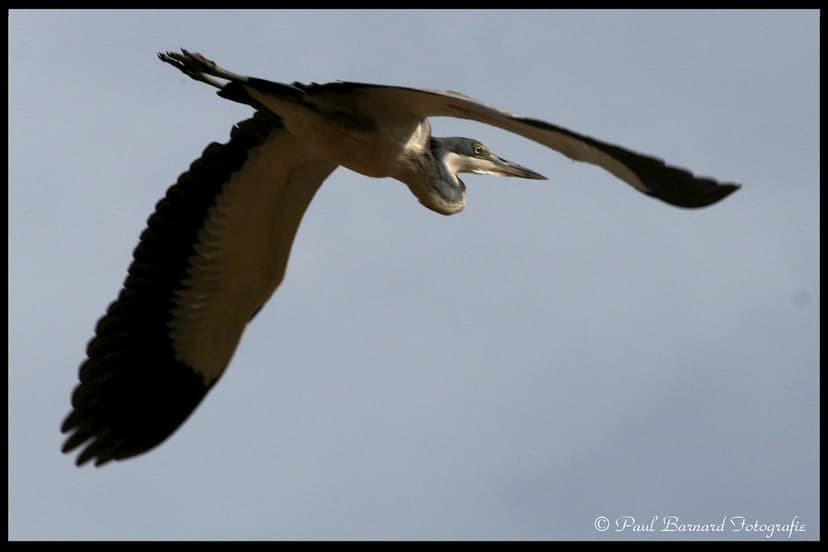 Swartkopreier (1) | Alternative Names: English (Rob 7): Blac… | Flickr