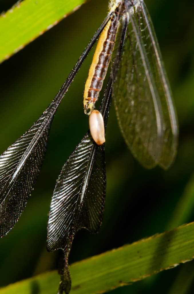 Predation? Attack? or just a convenient place to pupate? | Flickr