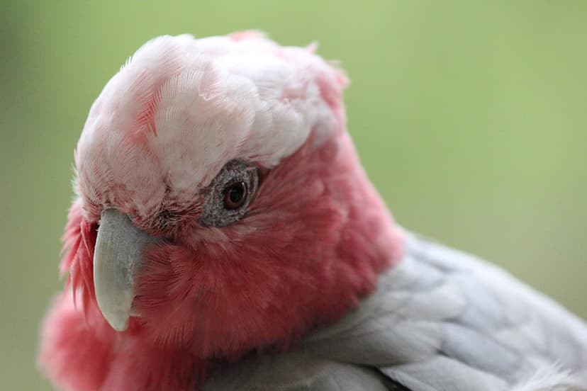 Galah Cockatoo (Eolophus roseicapilla) | Neerav Bhatt | Flickr