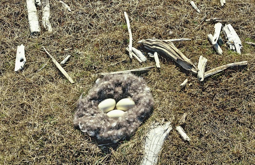 Brent Goose nest (Branta bernicla nigricans), Lena Delta, … | Flickr