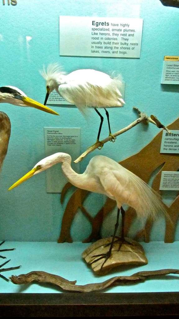 Egrets | Egrets have highly specialized, ornate plumes. Like… | Flickr