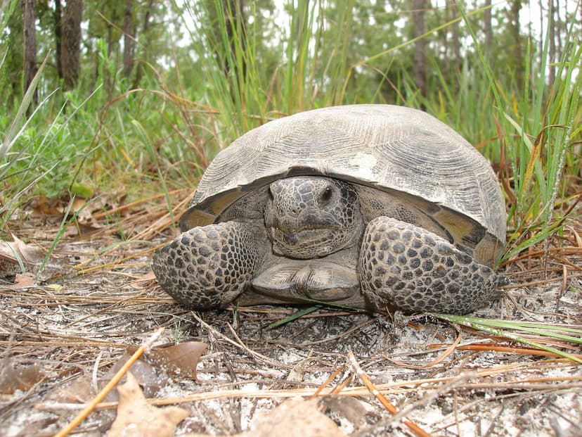 Gopher Tortoise | Gopher tortoises are long-lived reptiles t… | Flickr