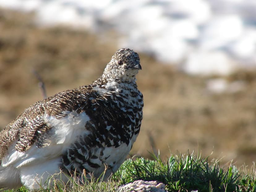 White-tailed Ptarmigan in Summer Plumage | Male and female w… | Flickr