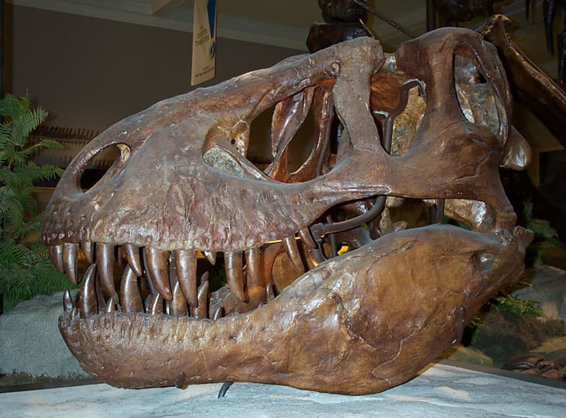 File:Tyranosaurus rex skull.jpg - Wikimedia Commons