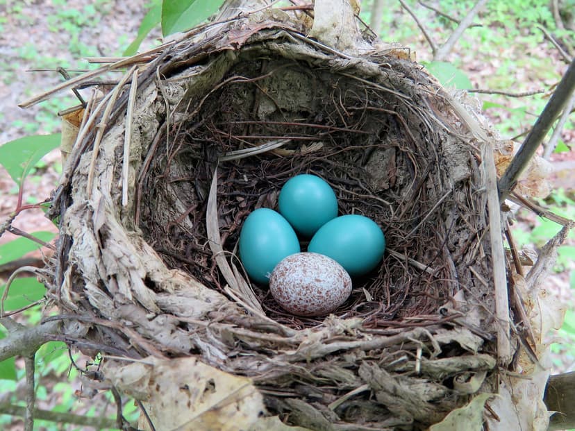 Wood Thrush Nest (Quakertown Swamp) | Wood Thrush (Hylocichl… | Flickr