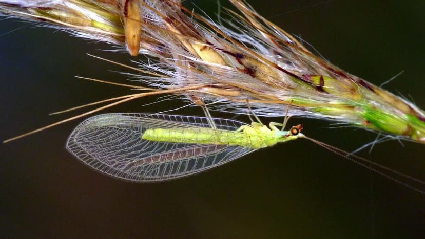 Green lacewing, Chrysopidae | Andreas Kay | Flickr