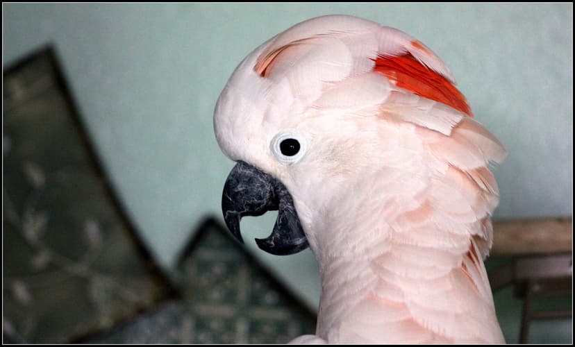 Moluccan Cockatoo | The Moluccan Cockatoo, Cacatua moluccens… | Flickr