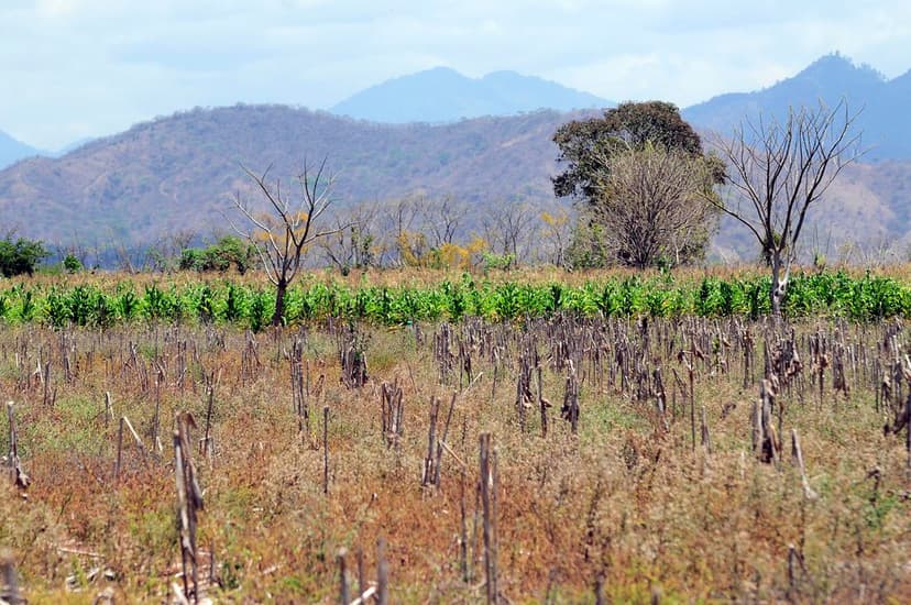 Honduras TOR 25 | Irrigated maize (middle distance) during t… | Flickr