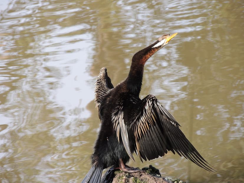 Australian Darter commonly known as snake bird | PsJeremy | Flickr