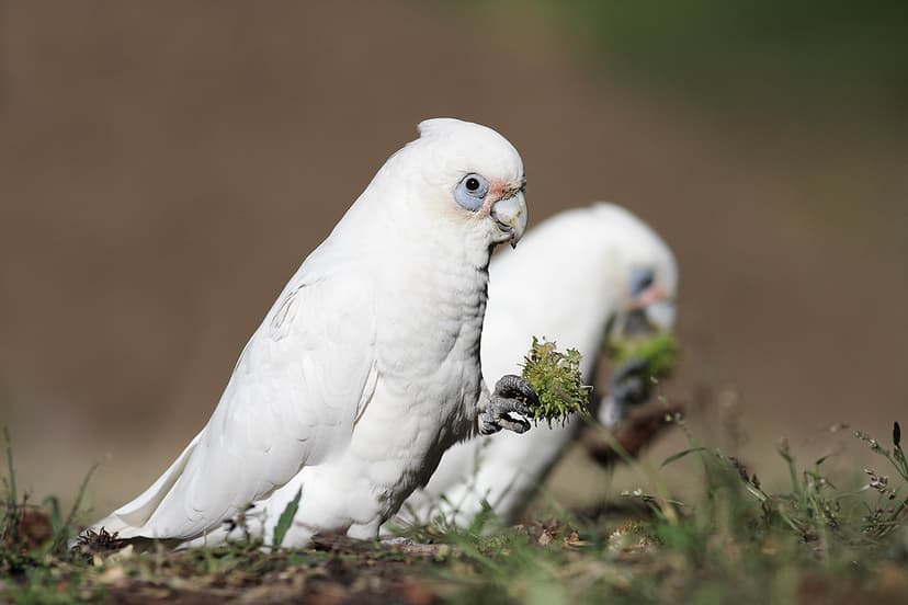 Little Corella | A pair of Little Corellas feeding (with the… | Flickr