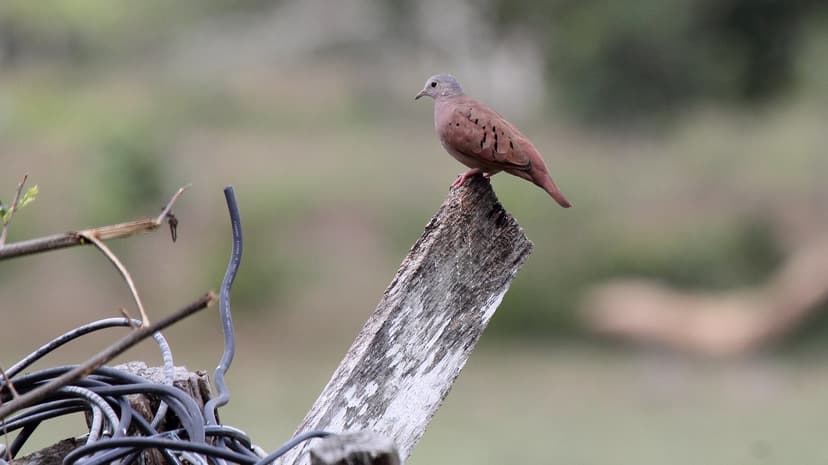 Ruddy Ground-Dove (Columbina talpacoti) | Dominic Sherony | Flickr