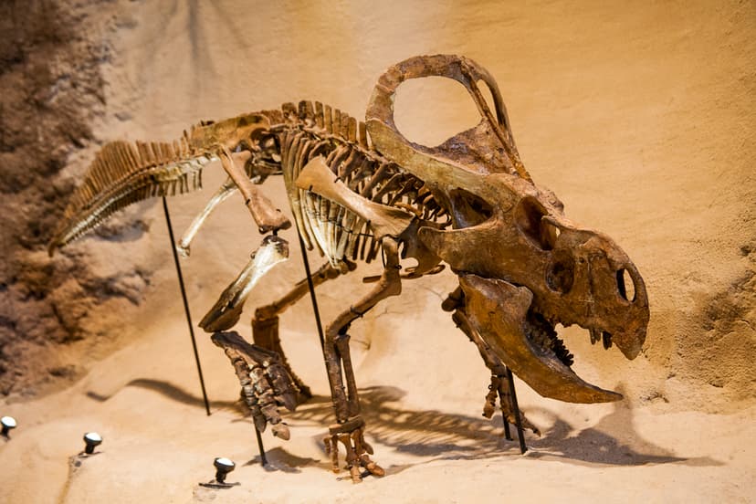 File:Protoceratops at the Carnegie Museum of Natural History.jpg ...