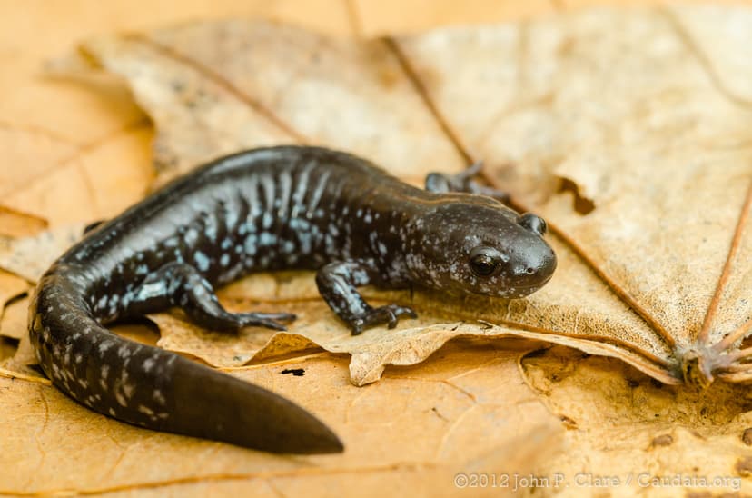 Ambystoma laterale - Blue-Spotted Salamander | Ohio, March 2 ...