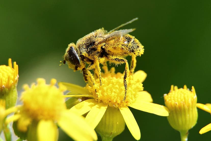 Macro Bee Pollen | www.ForestWander.com A Honey Bee covered … | Flickr