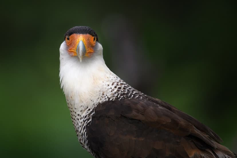 Crested caracara (Caracara cheriway) | Crested caracara (Car… | Flickr