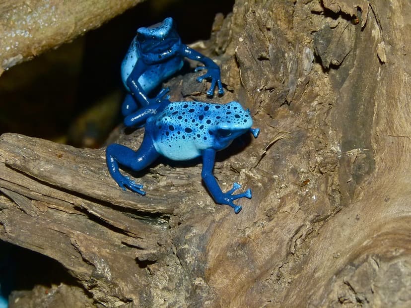 Dyeing Dart Frogs (Dendrobates tinctorius) ''azureus'' mor… | Flickr