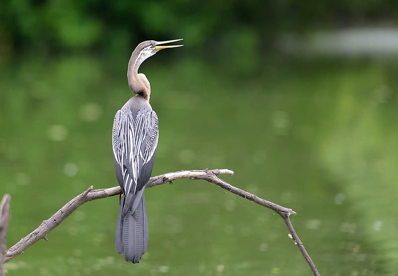 Darter | Snakebird or Oriental Darter (Anhinga melanogaster)… | Flickr