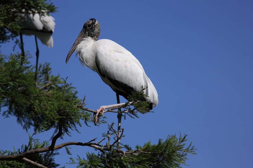 Perched wood stork | At Harris Neck National Wildlife Refuge… | Flickr