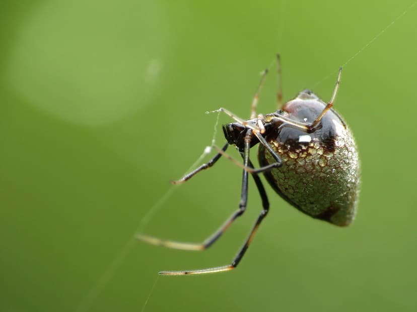 Kleptoparasitic Spider | Argyrodes elevatus on the web of th… | Flickr