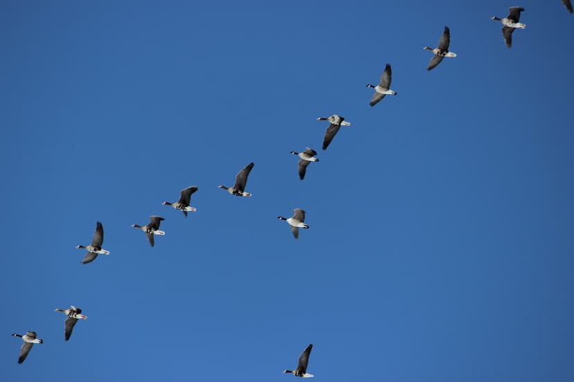 Two kinds of Geese | It is common to see different species m… | Flickr