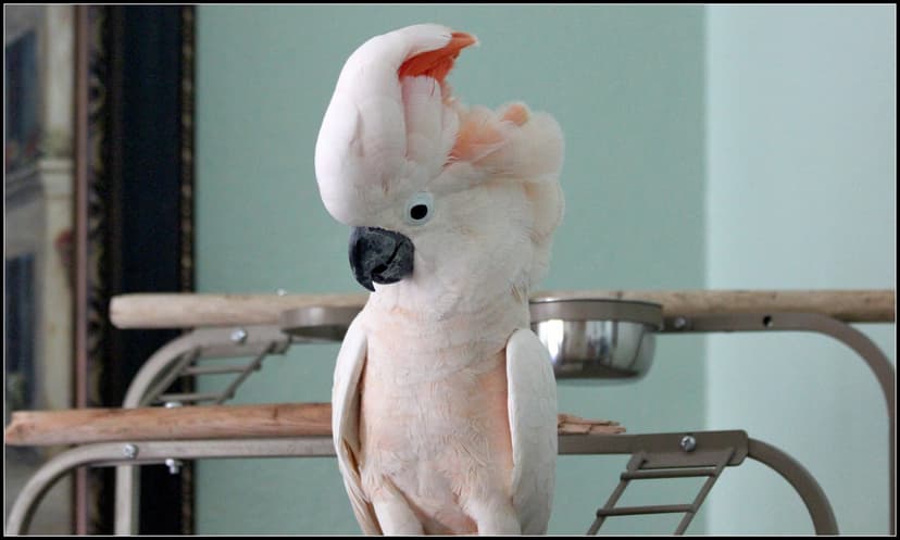 Moluccan Cockatoo | The Moluccan Cockatoo, Cacatua moluccens… | Flickr