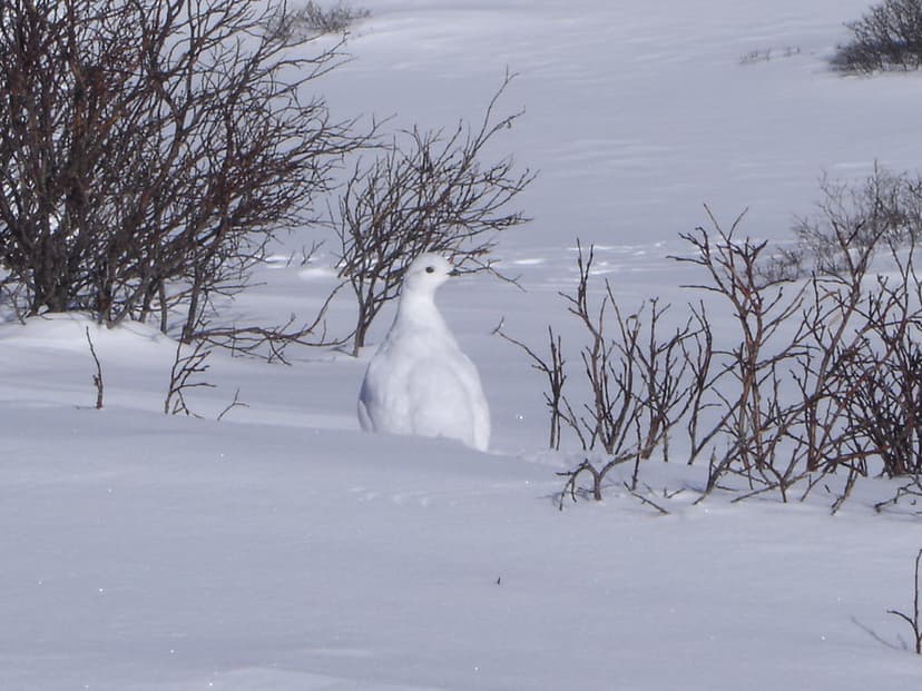 White-tailed Ptarmigan on Guanella Pass in Winter | Male and… | Flickr